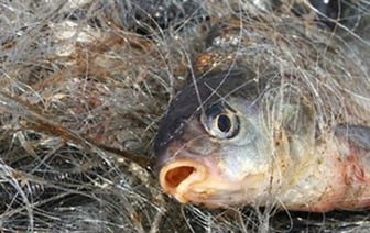 Какие экраны для ловли рыбы можно использовать? Рассказываем