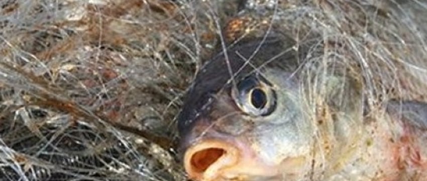 Какие экраны для ловли рыбы можно использовать? Рассказываем