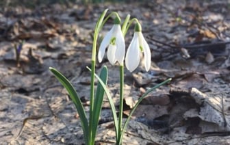 Что грозит за сбор краснокнижных первоцветов