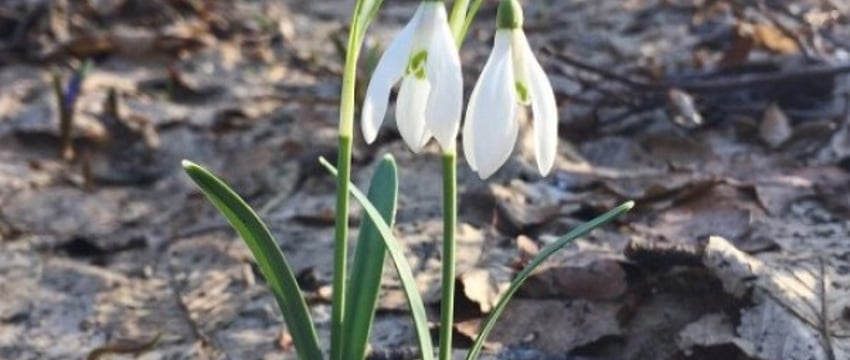 Что грозит за сбор краснокнижных первоцветов