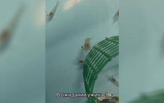 «То есть это уже не анекдот?» — Предприниматель показал в ТikTok первую ферму с белорусскими креветками — Видео