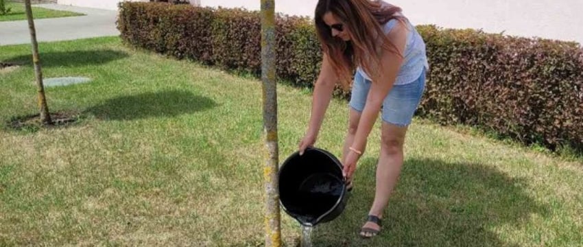 В Бресте объявлена экологическая акция «Полей дерево»