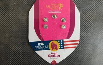 Семена конопли доставили мужчине проблем на границе в Бресте