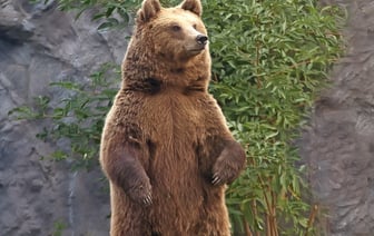 Румыния одобрила уничтожение почти 500 медведей после смертельного нападения на туриста