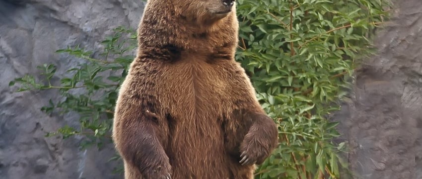 Румыния одобрила уничтожение почти 500 медведей после смертельного нападения на туриста