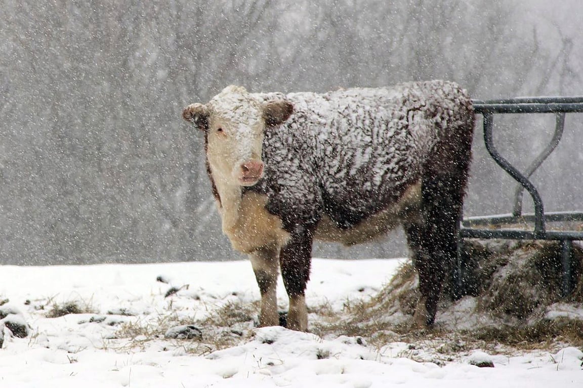 Теленок во время снегопада, бычок в снегу, коровы. Фото pixabay.com