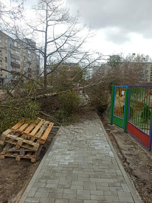 Упавшие деревья: последствия непогоды на Брестчине