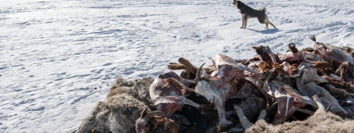 В Монголии внезапно погибло почти 5 миллионов животных. Что произошло?