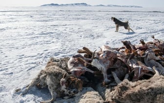 В Монголии внезапно погибло почти 5 миллионов животных. Что произошло?