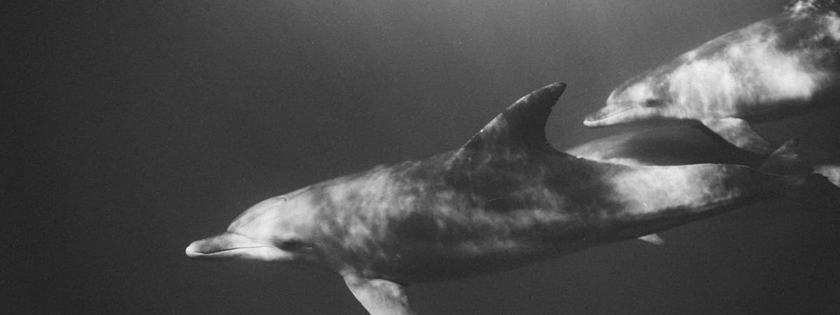 Немецкий спецназ отправят охранять инфраструктуру на Балтике