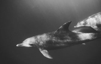 Немецкий спецназ отправят охранять инфраструктуру на Балтике