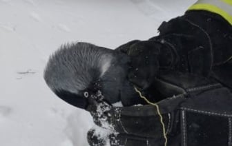 В Гомеле работники МЧС помогли вороне, которая застряла в ветках дерева