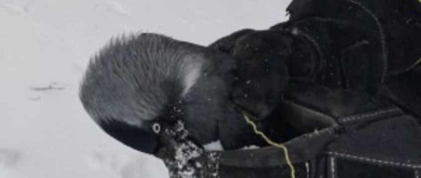 В Гомеле работники МЧС помогли вороне, которая застряла в ветках дерева