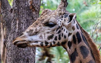 Россия считает необходимым синхронизировать с Беларусью работу в сфере беспилотных авиасистем