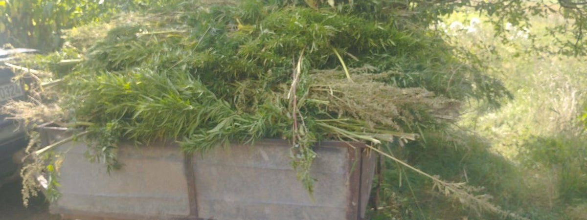 В Слонимском районе у пенсионера в огороде обнаружили коноплю — что было дальше