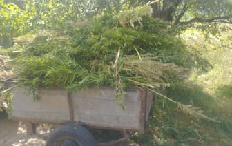 В Слонимском районе у пенсионера в огороде обнаружили коноплю — что было дальше