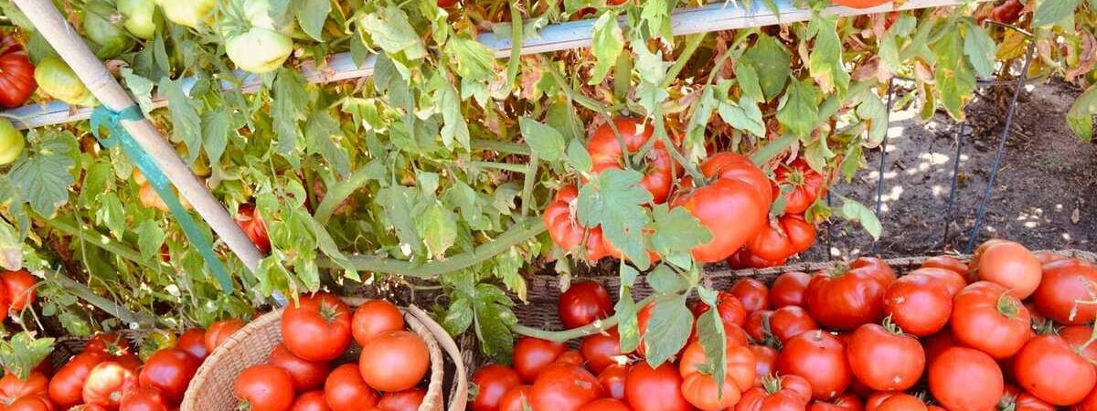 Секреты успешной посадки помидоров