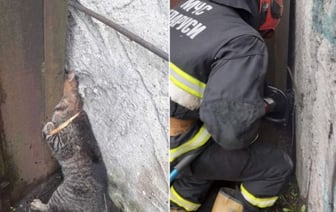 В Бресте спасатели снова пришли на помощь четвероногому пушистику