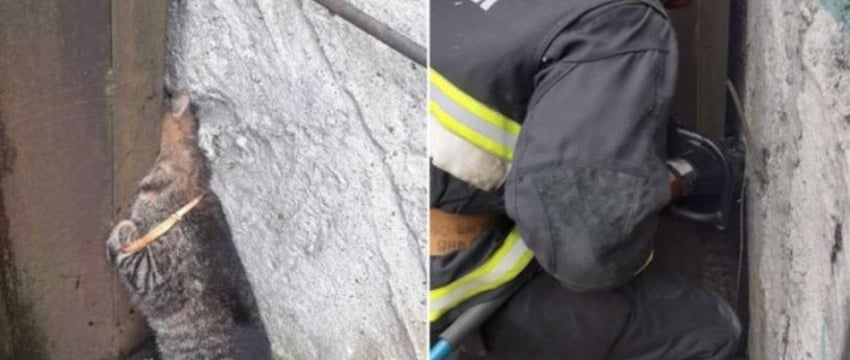 В Бресте спасатели снова пришли на помощь четвероногому пушистику