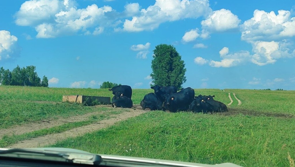 «Мираторг» устанавливает колючую проволоку на дороге под Смоленском. Прибывших журналистов атаковали