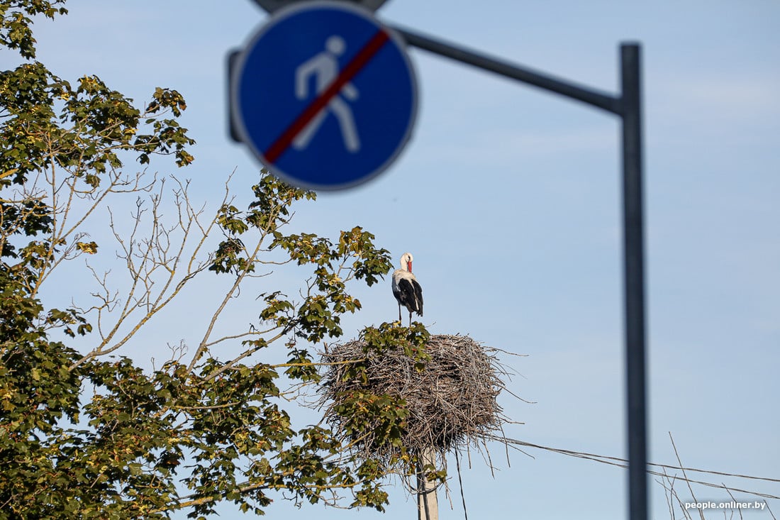 Вы такое видели? В деревне Вороцевичи Ивановского района аисты почти на каждом столбе