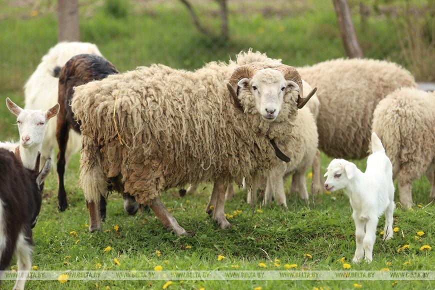 Многодетные супруги наладили деревенский быт и приручили нутрий. Репортаж из Брестской области