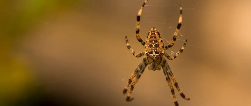 У британца развилась плотоядная болезнь после укуса паука