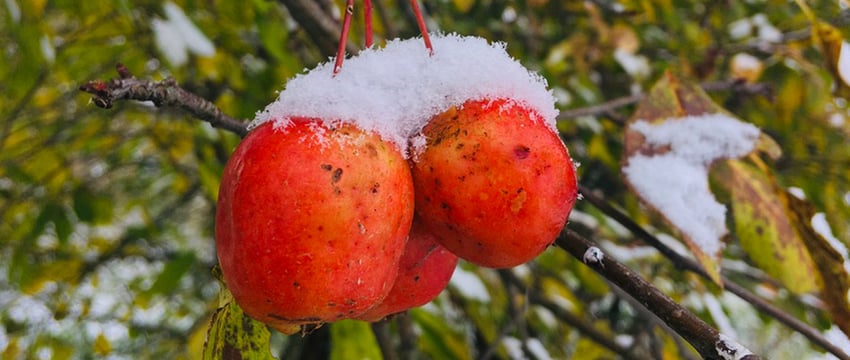 До -4 °C — сильные заморозки ударили по половине Витебской области