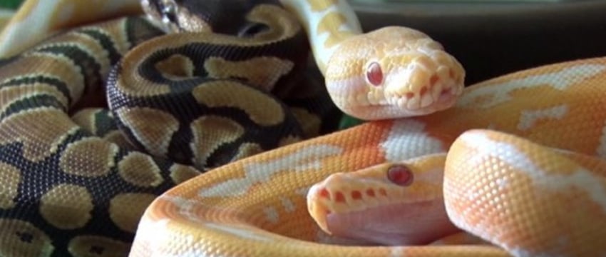 Узнали, чем закончилась история 19 питонов из Польши