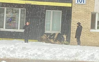 В Минске корова сбежала по дороге на мясокомбинат и заблудилась в городе