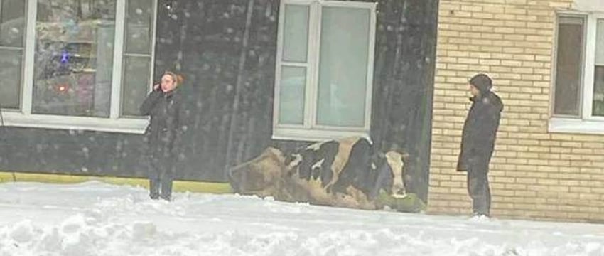В Минске корова сбежала по дороге на мясокомбинат и заблудилась в городе
