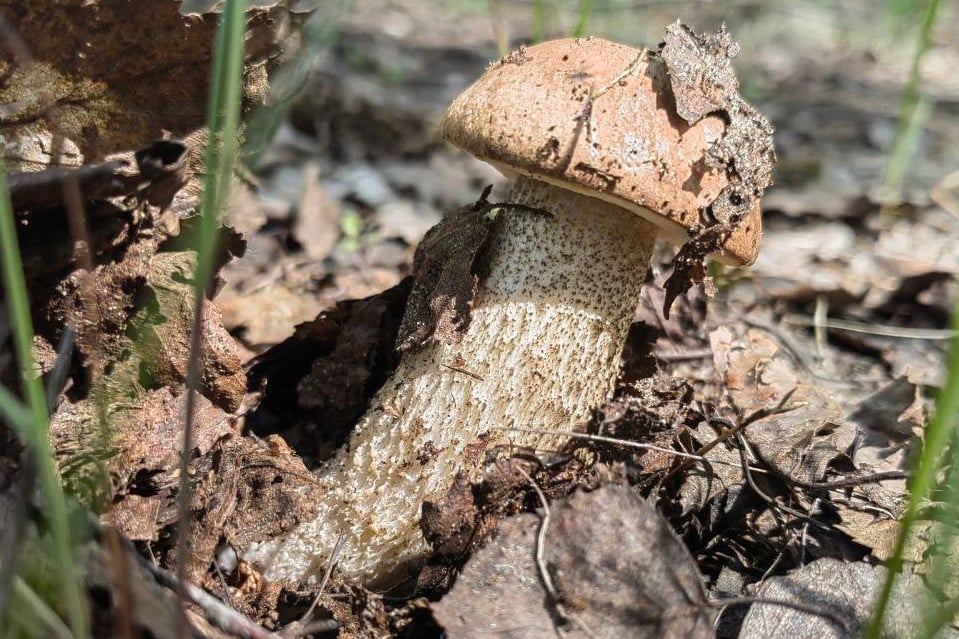 Маслята, подберезовики, боровик... Белорусские грибы рванули слишком рано