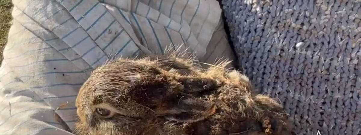 В Беларуси женщина спасла из горящей травы зайчонка (видео)