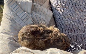 В Беларуси женщина спасла из горящей травы зайчонка (видео)