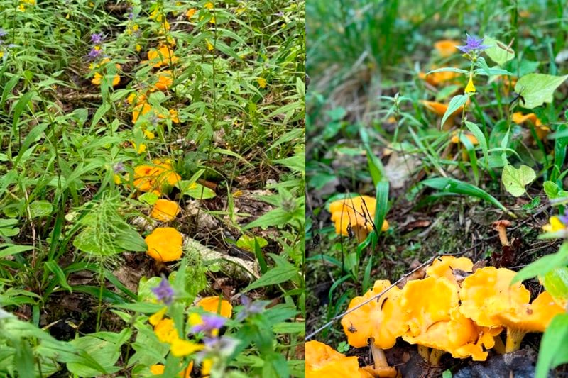 В лесах Беларуси небывалый урожай лисичек. Грибники делятся своими находками