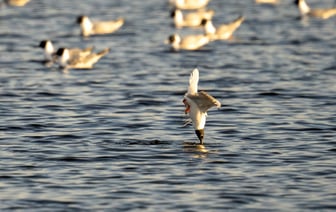 День открытых дверей проведут охотхозяйство «Лебединое» и база отдыха «Duck Lake»