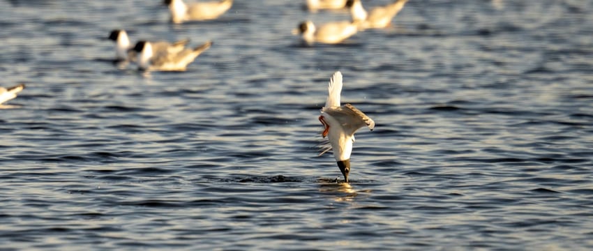День открытых дверей проведут охотхозяйство «Лебединое» и база отдыха «Duck Lake»