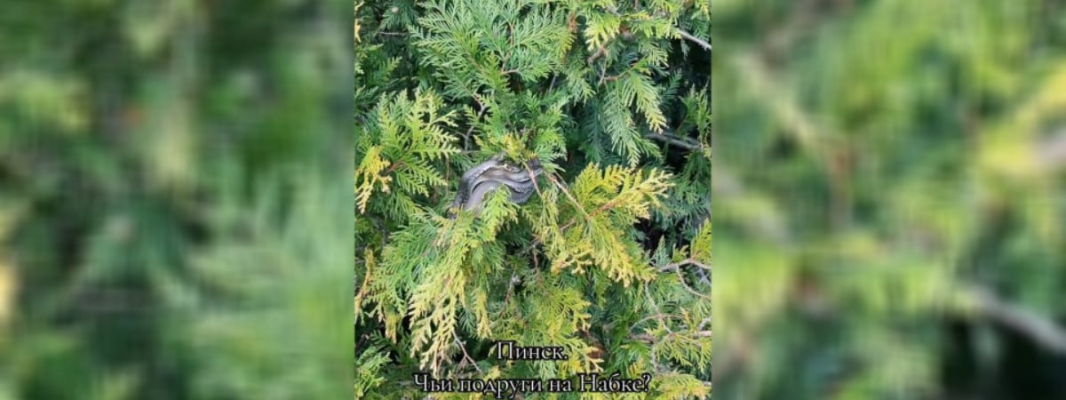 «В Пинске это нормальное явление» – Белоруска показала облепленные змеями деревья на городской набережной — Видео