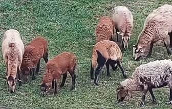 Овцы устроили переполох на польско-украинской границе