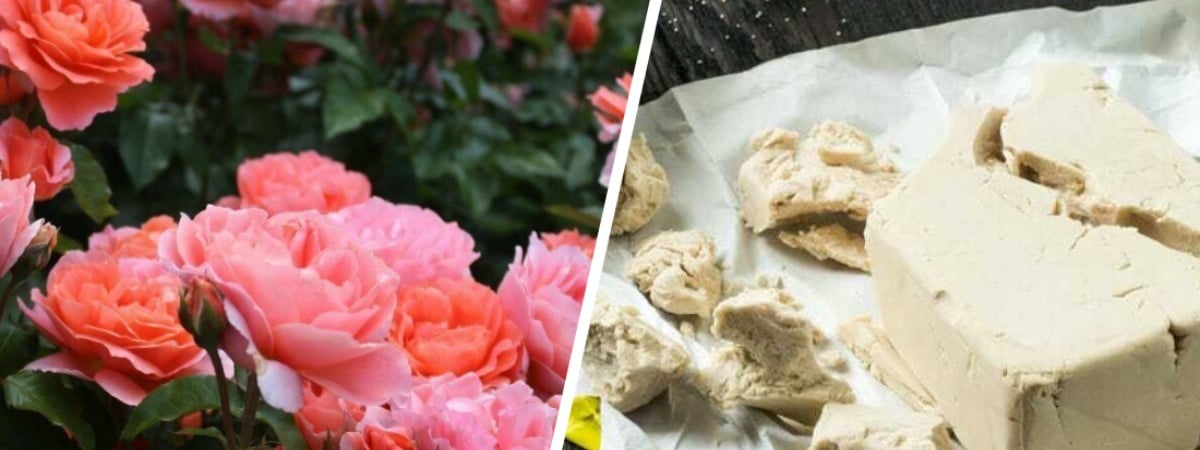 Как правильно подкормить розы дрожжами? Важно соблюсти пропорции, чтобы не навредить цветам — Полезно