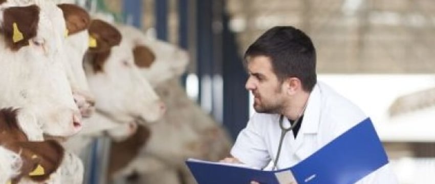 В Беларуси повысят зарплаты ветеринарам