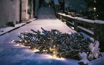 Не выбрасывайте новогоднюю ёлку, пока не узнаете, куда в Витебске ее можно отнести