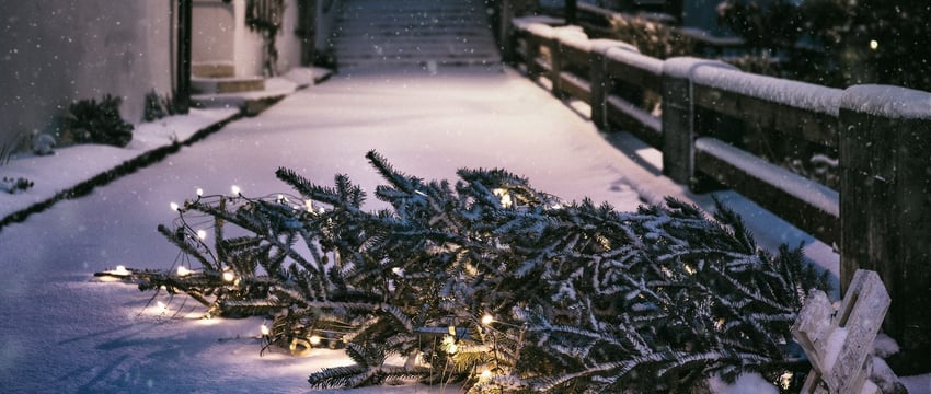 Не выбрасывайте новогоднюю ёлку, пока не узнаете, куда в Витебске ее можно отнести