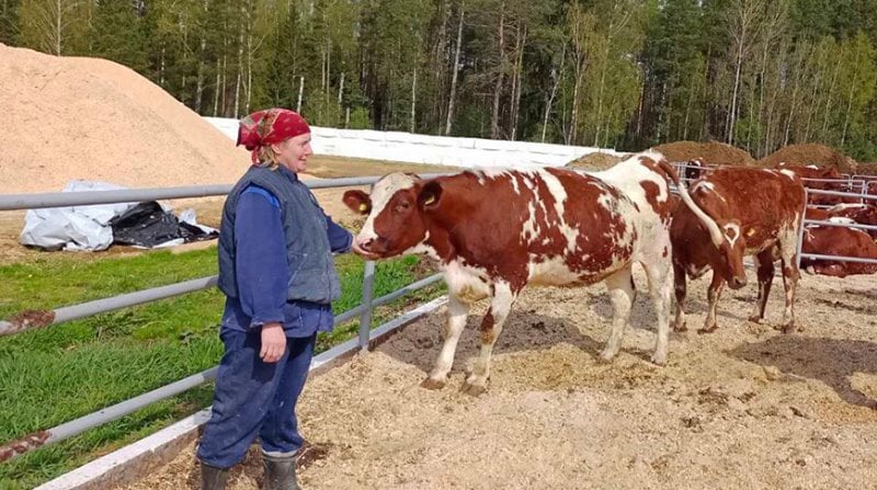 В Беларуси создают уникальную породу коров