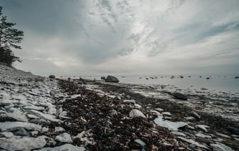 Белорусы и россияне не смогут голосовать на местных выборах в Эстонии