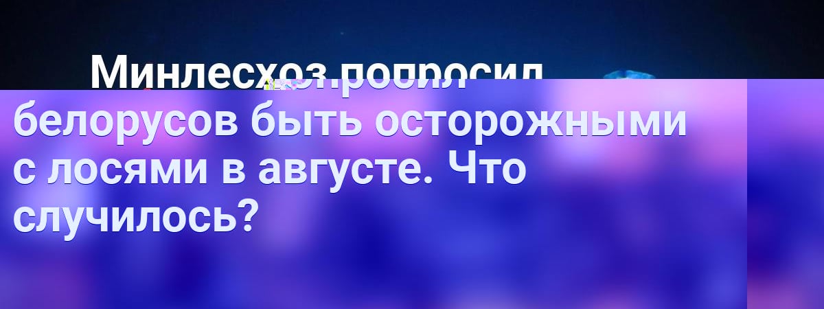 Минлесхоз попросил белорусов быть осторожными с лосями в августе. Что случилось? — Полезно