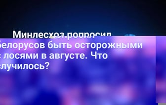 Минлесхоз попросил белорусов быть осторожными с лосями в августе. Что случилось? — Полезно