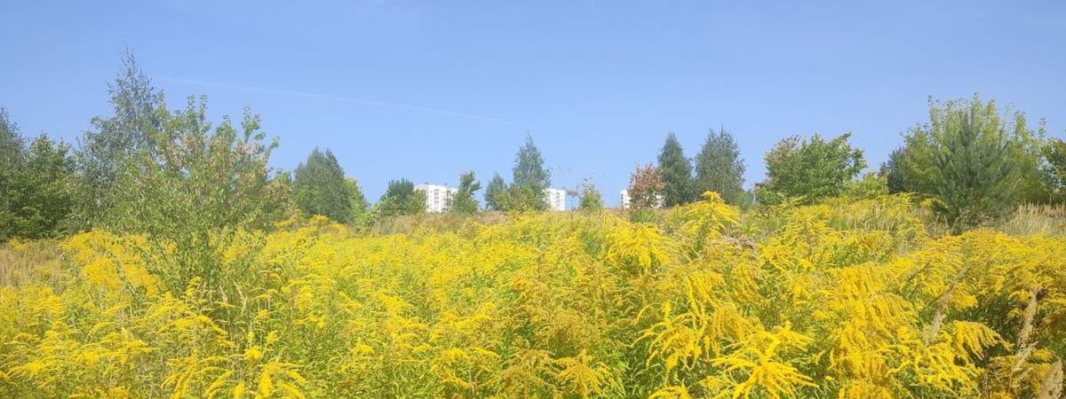 Каждый куст производит 100 тысяч семян — специалисты природоохраны рассказали, как бороться с золотарником