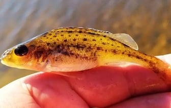 Рыбак из Брестской области получил полтора года лишения свободы за браконьерство