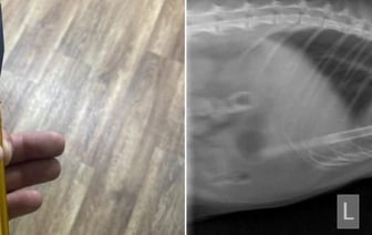 Стрела прошла через два легких. В Жлобине кто-то подстрелил кота из арбалета